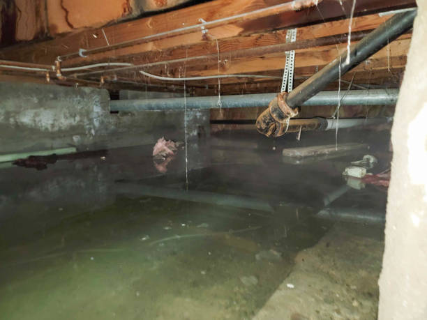 Best Mold removal after water damage  in Tupelo, MS