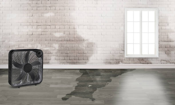 Best Mold removal after water damage  in Tupelo, MS